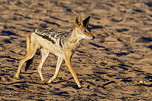 黑背狐狼,黑背豺,走,沙,地面,卡拉哈迪大羚羊国家公园,北开普,南非,非洲