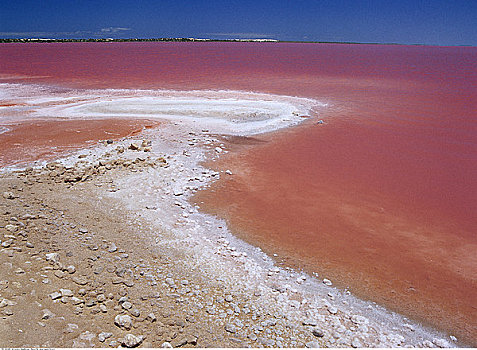 盐,弄干,水塘,澳大利亚