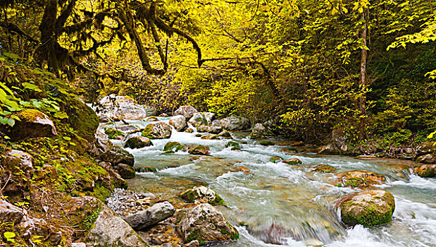 山,河,树林