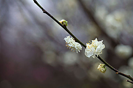 梅花,花朵,梅园,春天,报春