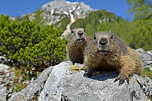 两个,阿尔卑斯土拨鼠,坐,石头,萨尔茨卡莫古特,奥地利,欧洲