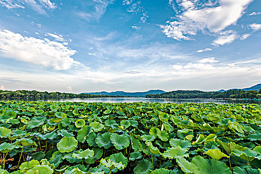 杭州西湖风光夏天