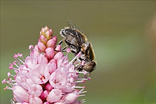 食蚜蝇科,粉色,花
