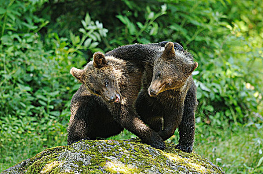 两个,棕熊,巴伐利亚森林,巴伐利亚,德国,欧洲