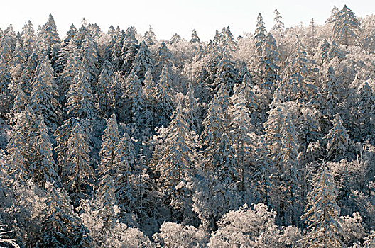 风景,冬天,北海道,日本