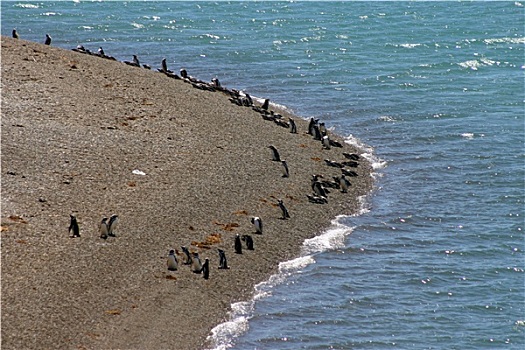企鹅,瓦尔德斯半岛
