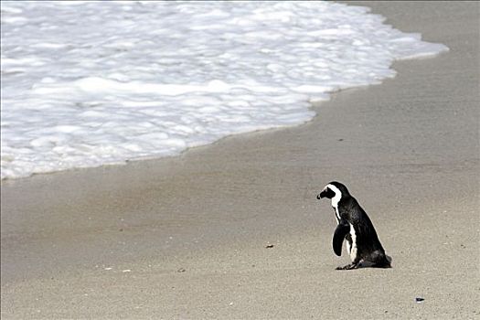 非洲企鹅,黑脚企鹅,海滩
