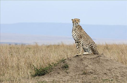 印度豹,猎豹,坐,山,马赛马拉,肯尼亚,非洲