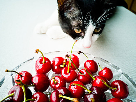小猫盯着一盘美味的樱桃