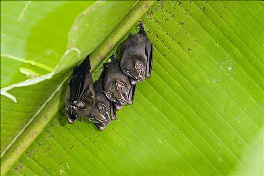 蝙蝠,群,栖息,海里康属植物,叶子,哥斯达黎加
