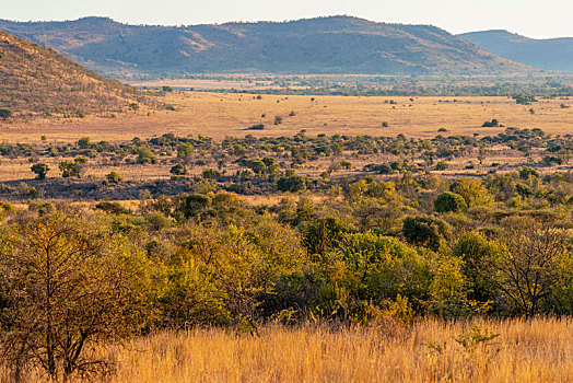 清晨的非洲大草原