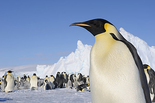 南极,威德尔海,雪丘岛,帝企鹅,生物群,成年,前景