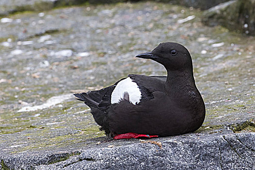 黑色,海雀,坐,石头,斯匹次卑尔根岛,挪威,欧洲