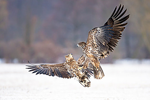 鹰,白尾海雕,争斗,空中,冬天,公园,波兰,欧洲