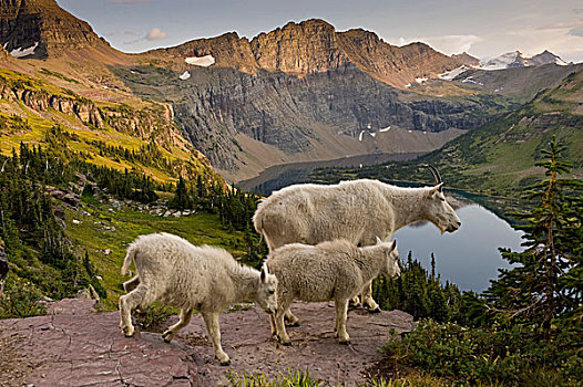石山羊,雪羊,野花,高处,隐藏,湖,冰河,国家,世界遗产,靠近,凯利斯贝尔,蒙大拿