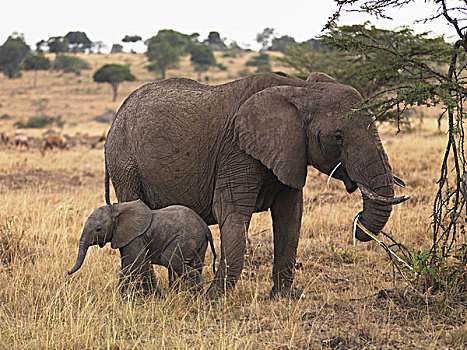 母亲,大象