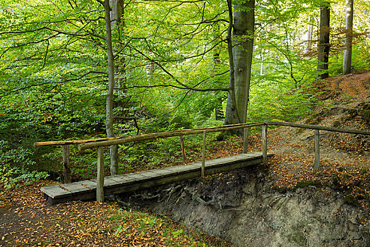 木桥,上方,沟,落叶林,藻厄兰,北莱茵威斯特伐利亚,德国,欧洲