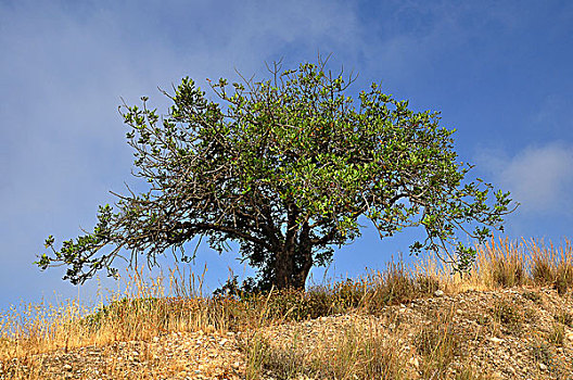 树,克里特岛,希腊,欧洲