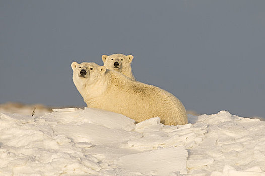 北极熊,母熊,幼兽,休息,雪地,冰冻,向上,岛屿,区域,北极圈,国家野生动植物保护区,阿拉斯加