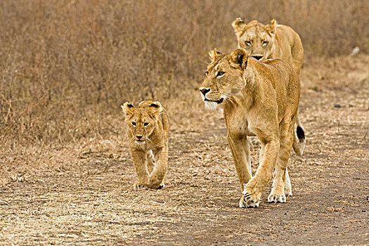非洲,坦桑尼亚,雌狮,幼兽,恩戈罗恩戈罗火山口