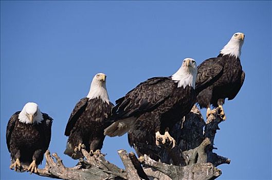 白头鹰,海雕属,雕,四个,成年,栖息,一起,海岸,南,中心,阿拉斯加