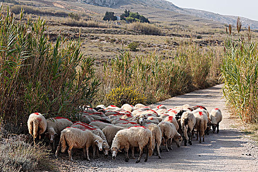 羊群,土路,达尔马提亚,亚德里亚海,克罗地亚,欧洲