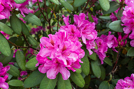 杜鹃花属植物,黑森林,德国,欧洲