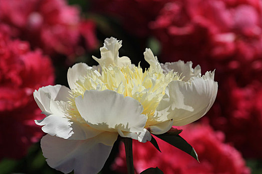春天盛开的白色牡丹花