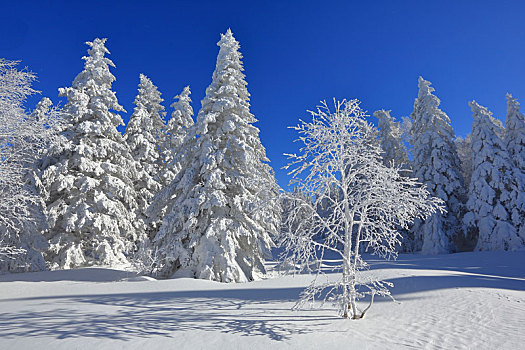 东北,劳力,雪景