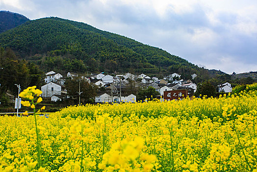 西畈,油菜花,花海,田园,梯田,春光