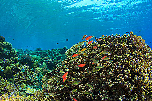 质朴,浅,软珊瑚,礁石,鱼,岛屿,印度尼西亚