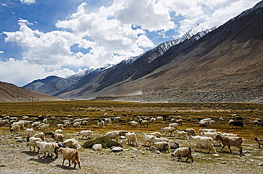 羊群,放牧,土地,查谟-克什米尔邦,印度