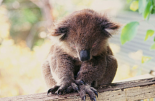 树袋熊,熊,动物,澳大利亚