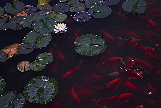 睡蓮,蓮花,金魚,紅鯽魚