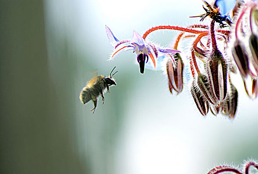 琉璃苣,蜜蜂