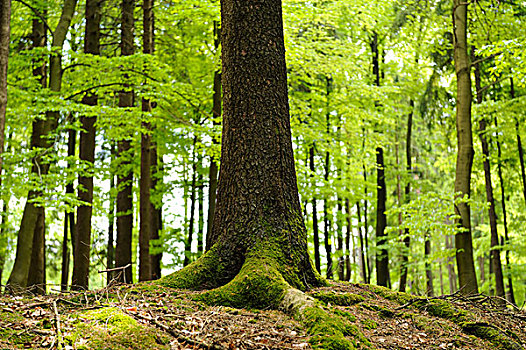 树干,挪威针杉,欧洲云杉