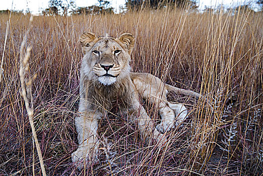 狮子,卧,高草,小动物,2岁,羚羊,公园,靠近,津巴布韦,非洲