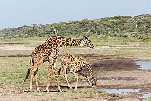 雌性,马赛长颈鹿,饮用水,雄性,颈部,上方,侧视图,风景,恩戈罗恩戈罗,保护区,坦桑尼亚