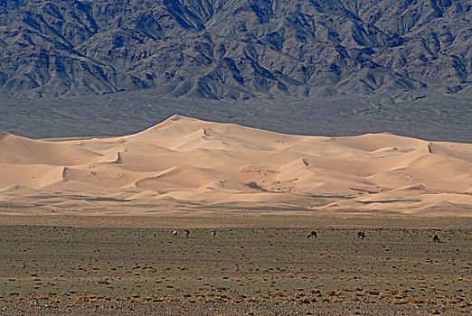 骆驼,正面,大,沙子,沙丘,戈壁,沙漠,国家,公园,蒙古,亚洲