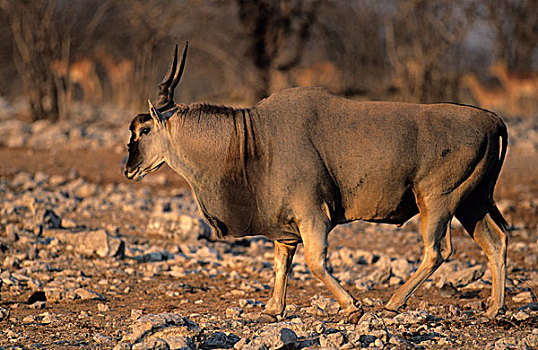 大羚羊,埃托沙国家公园,纳米比亚,非洲