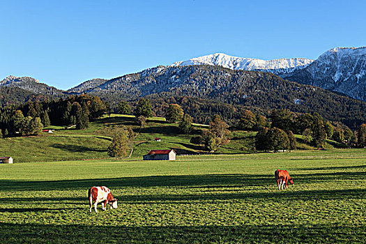 草场,上巴伐利亚,巴伐利亚,德国,欧洲