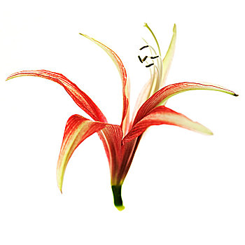 红花,头部,雄蕊,白色背景,背景