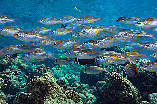 条纹,铜盆鱼,马尔代夫,印度洋,亚洲