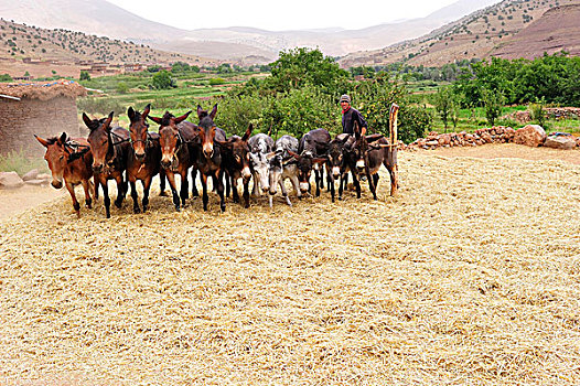 年轻,男人,驾驶,马,驴,拴系,圆,上方,收获,分开,耳,大阿特拉斯山,摩洛哥,非洲