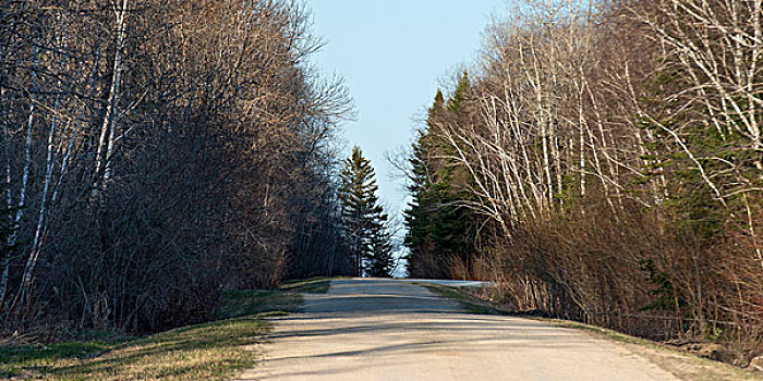 树,排列,道路,赫克拉火山磨石省立公园,曼尼托巴,加拿大