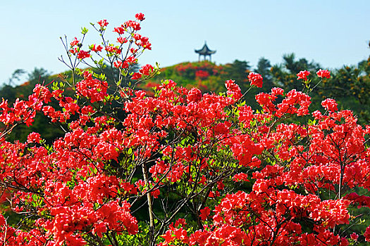 湖北首届麻城杜鹃文化节