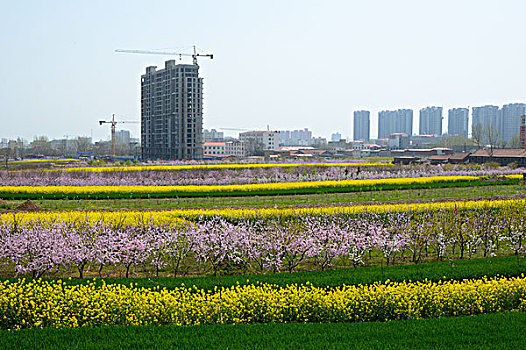 春天的田野