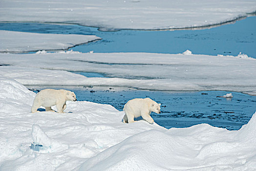 北极熊,两个,幼兽,东北方,格陵兰,海岸,北极