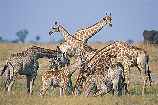 非洲,博茨瓦纳,乔贝国家公园,牧群,长颈鹿,喝,水潭,乔贝,河