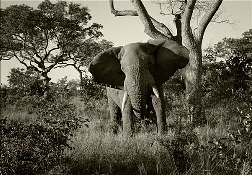 南非,幼兽,公象,头部,警告,非洲象